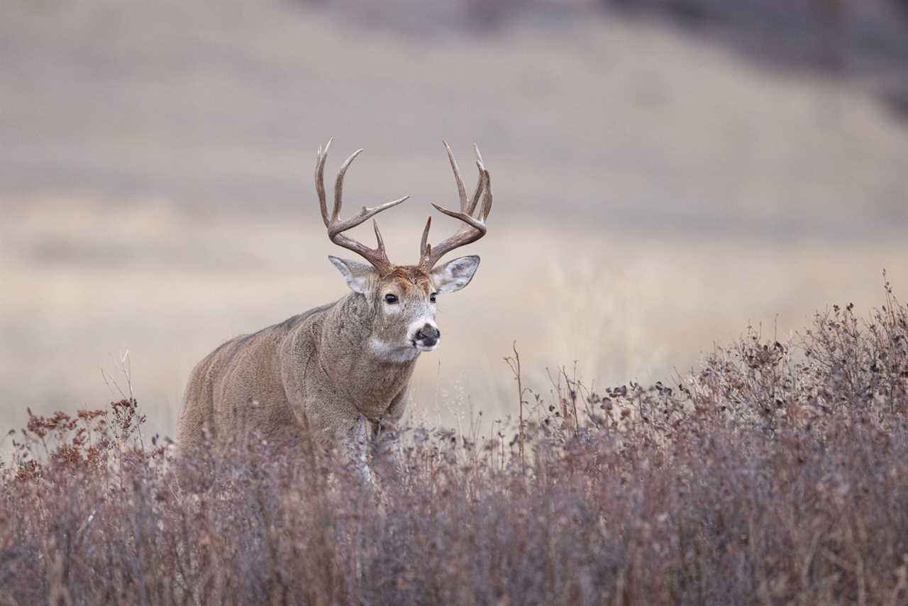 A whitetail buck walks across the prairie.