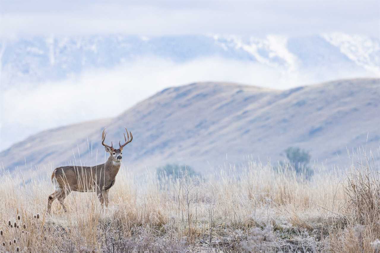 Hunting whitetails from the ground.