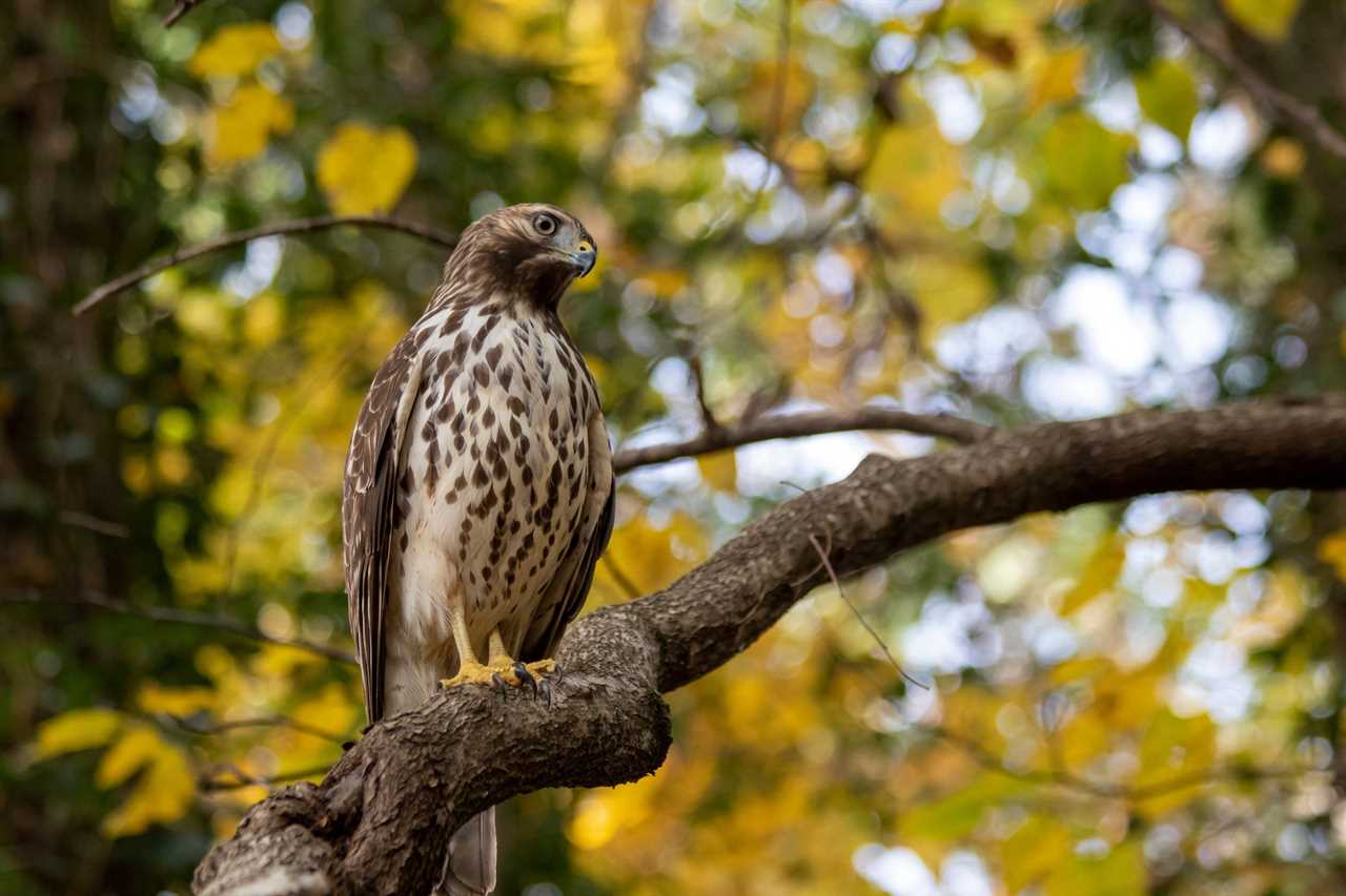 michigan man shoots hawks to spite utility company