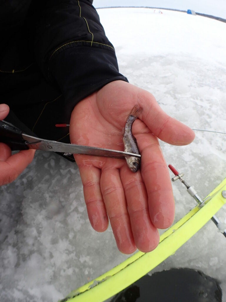 cutting bait for catfish