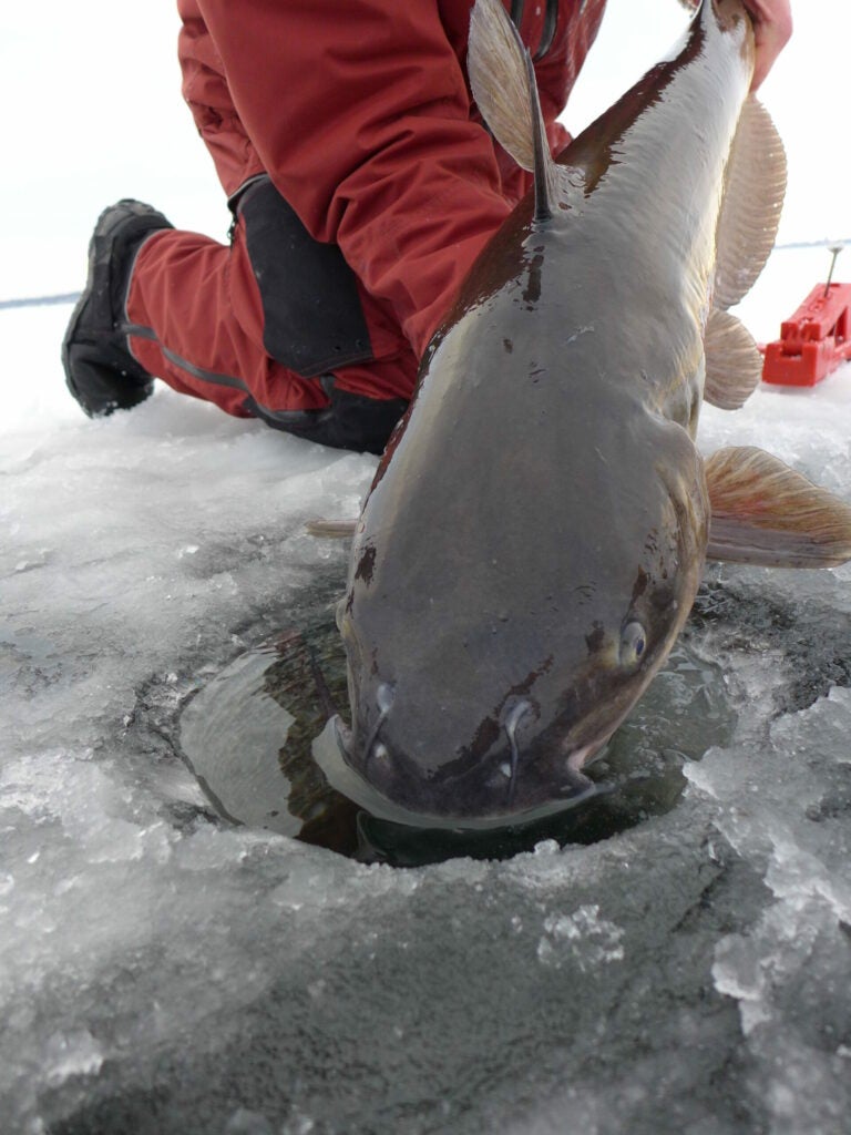 releasing catfish