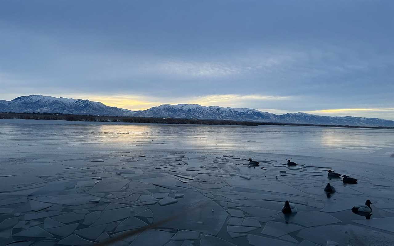 Duck decoys are sitting in icy water at sunrise.