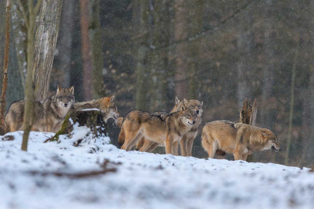 Wolf pack in german