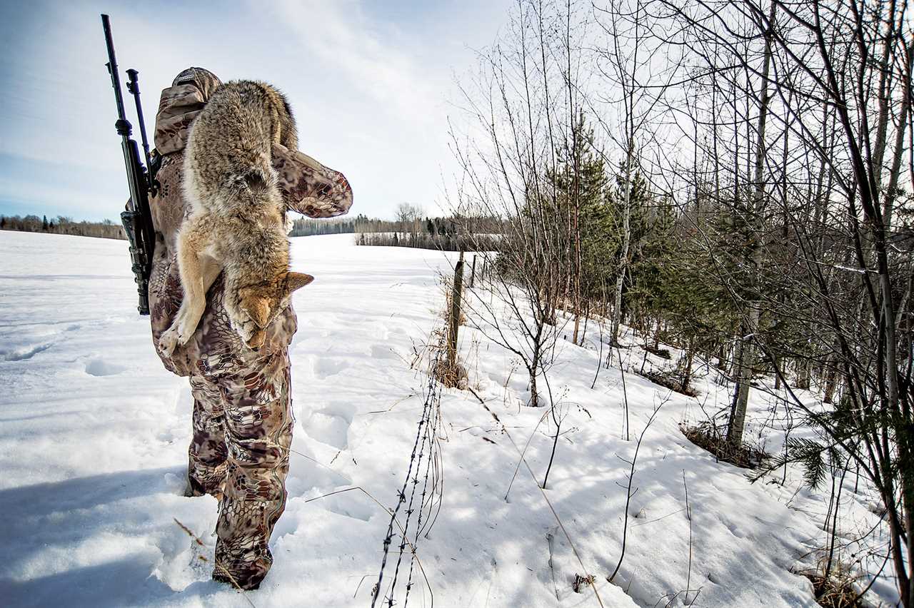 coyote hunting