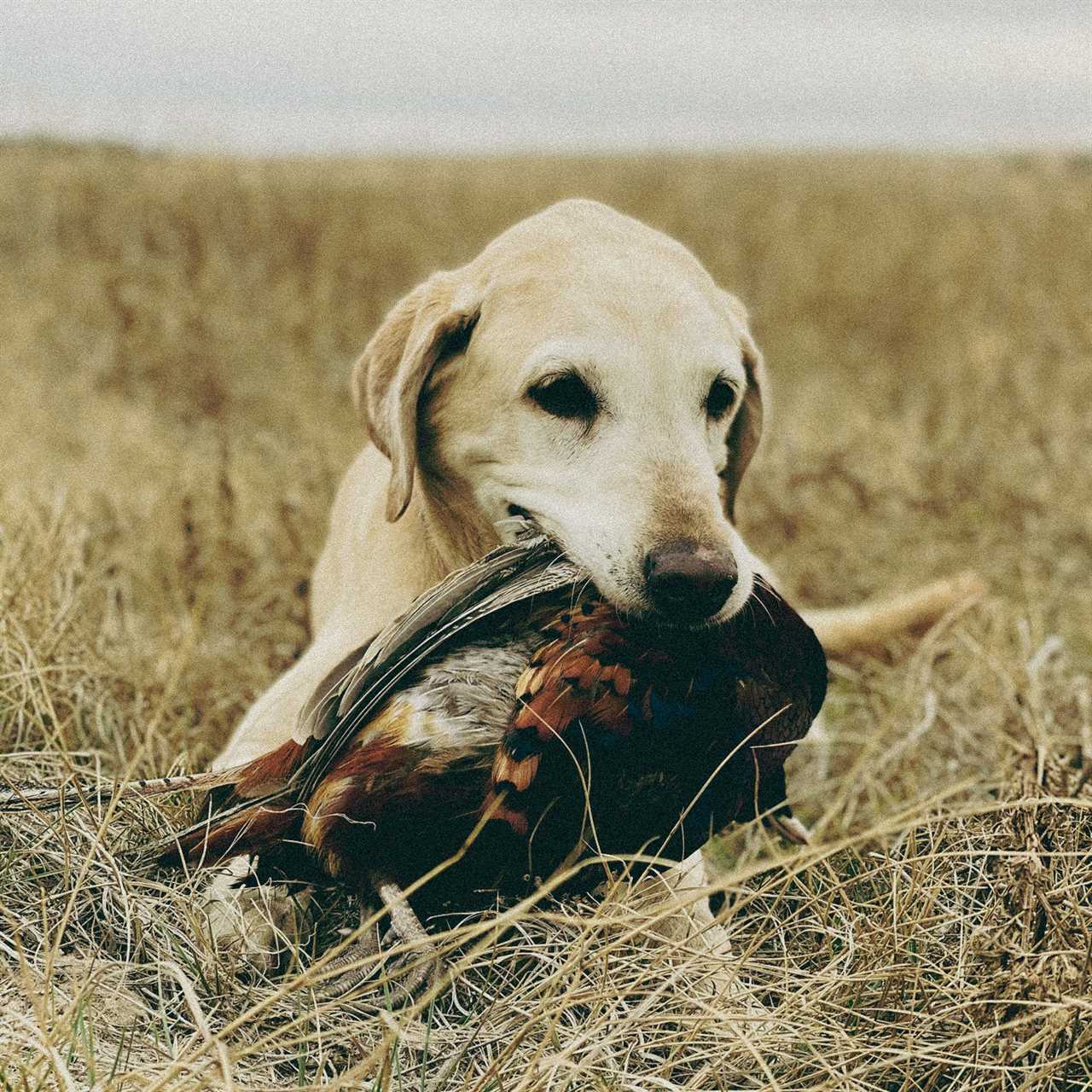 A Lab carries a rooster.