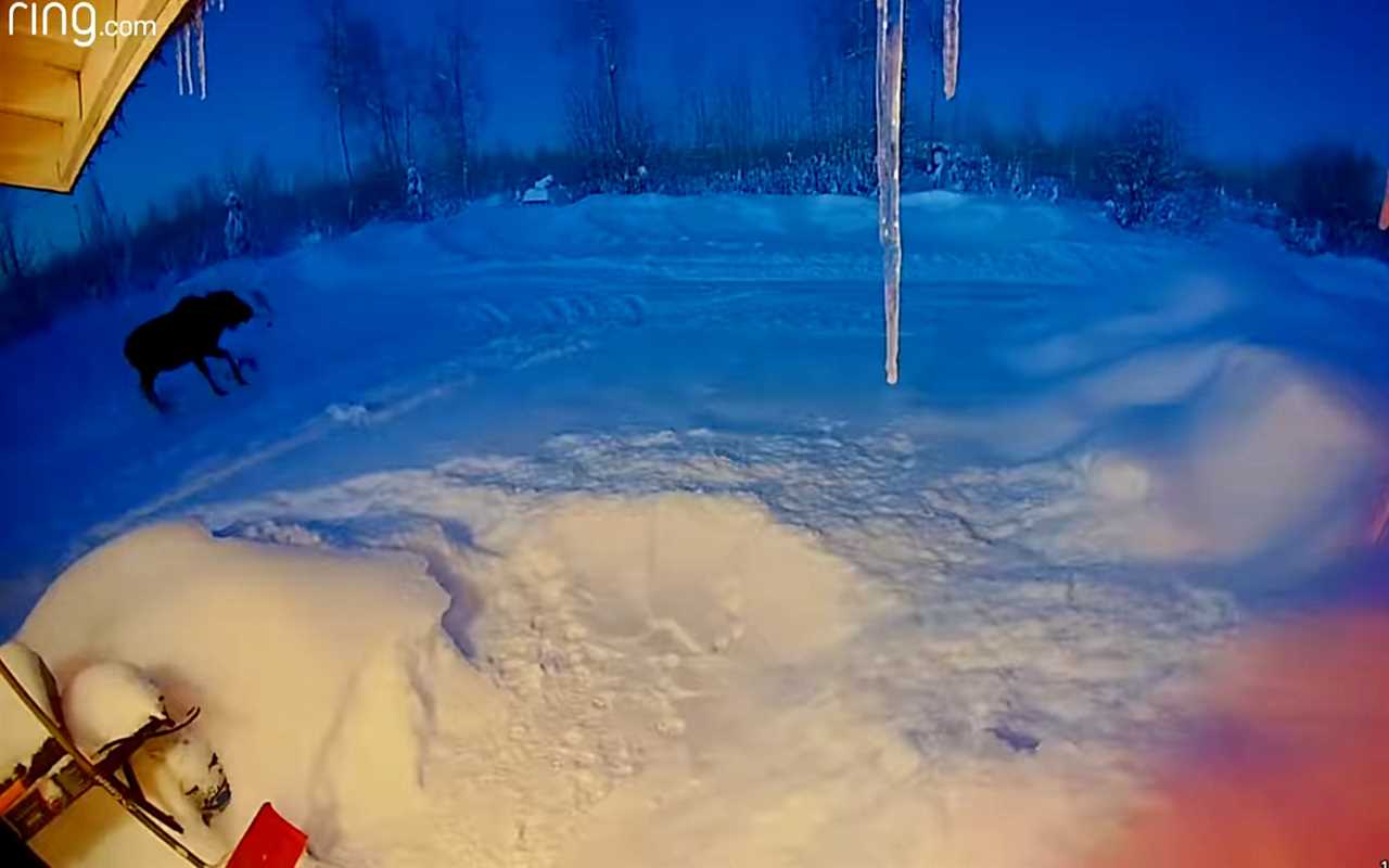 video moose shed antlers