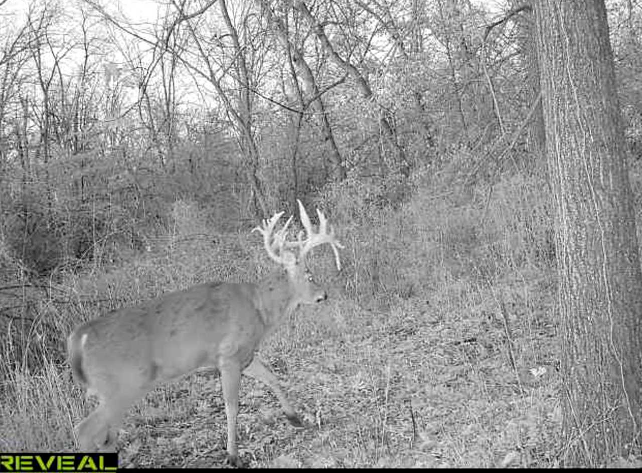 Grado buck trail cam