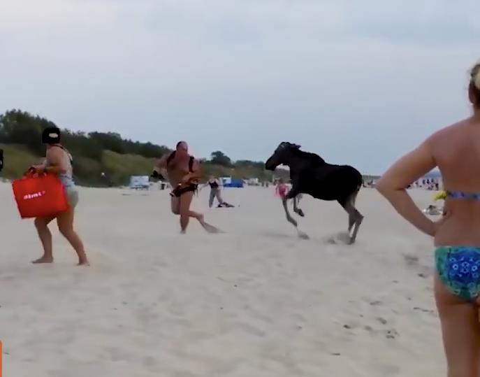 moose charges people on beach