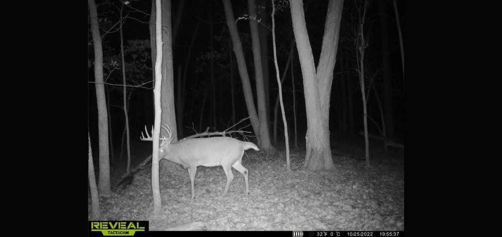 wisconsin whitetail