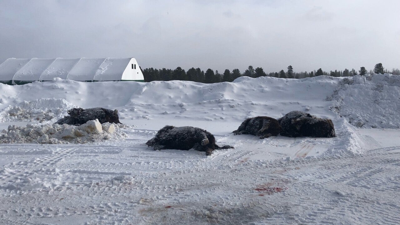 13 bison killed by semi-truck near Yellowstone National Park