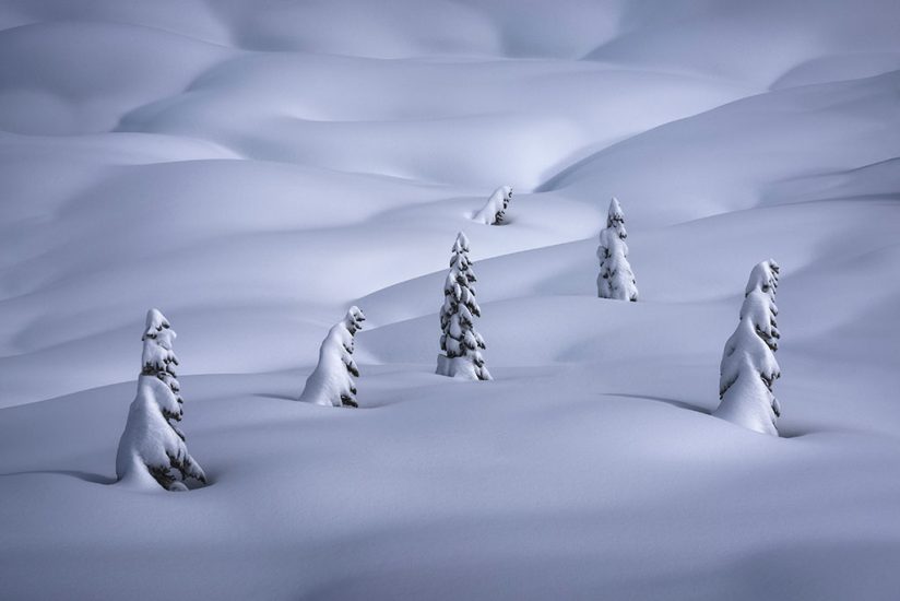 Photo of trees in winter