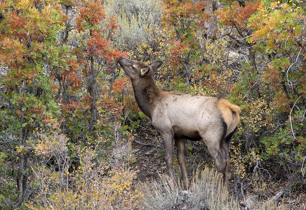 Behind The Shot: Young Elk