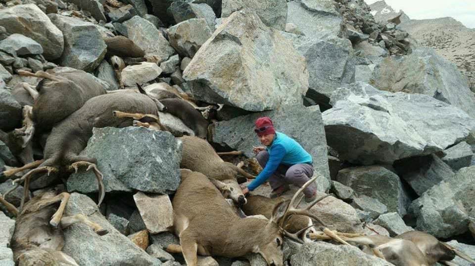 mule deer mass mortality 2017