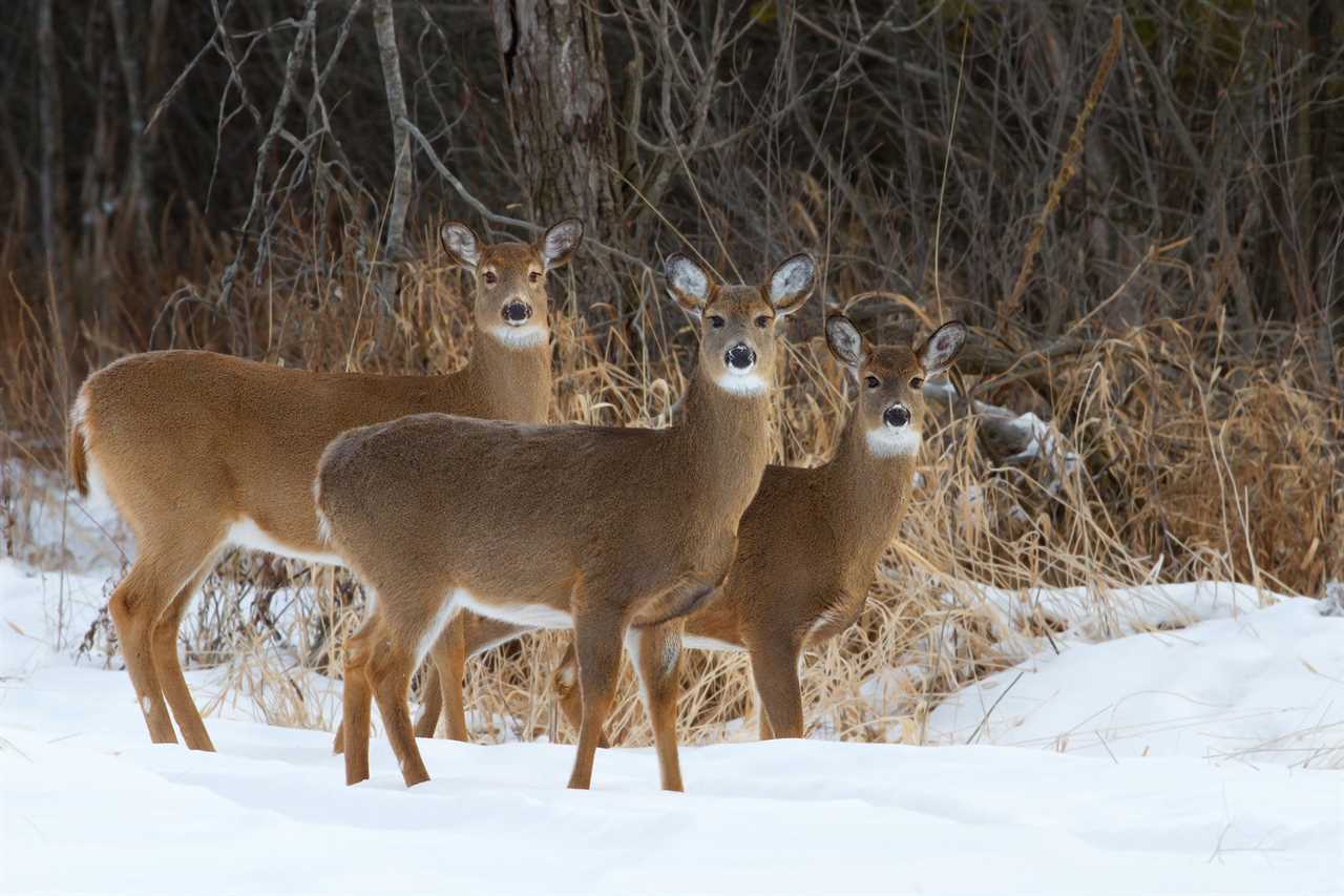 what colors can deer see