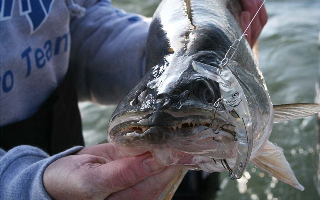 A walleye with a Reef Runner lure in its mouth