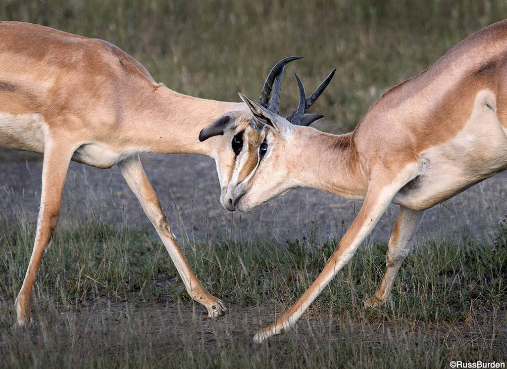 Step Up The Level Of Your Nature Photography