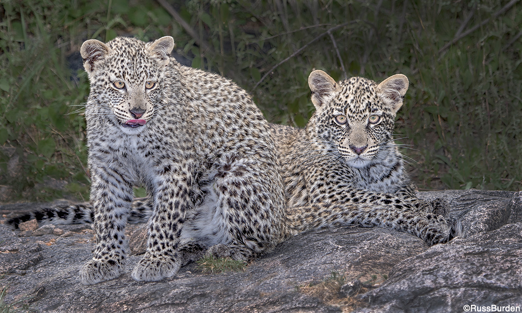 Step Up The Level Of Your Nature Photography