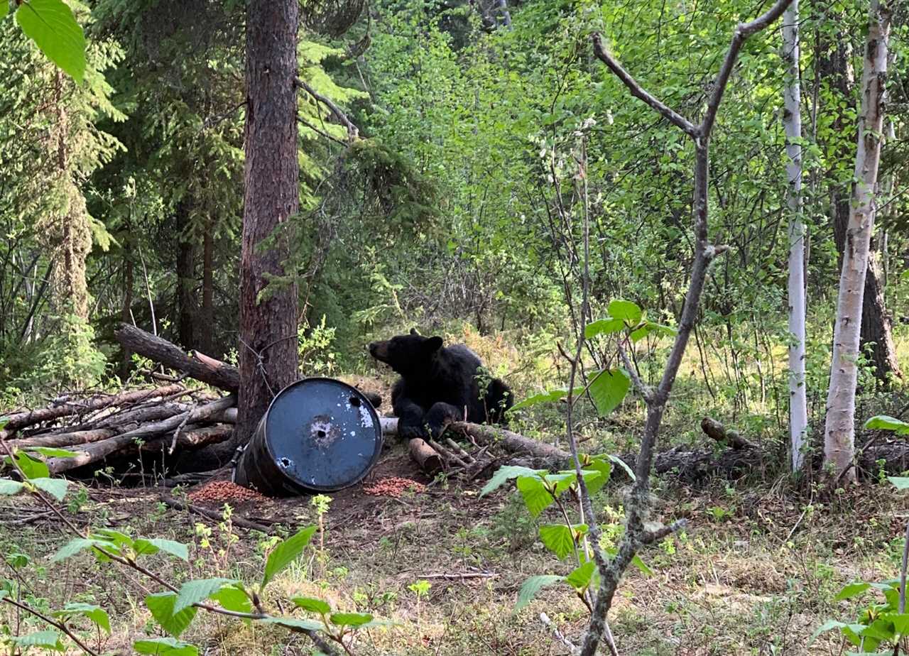 black bear on bait