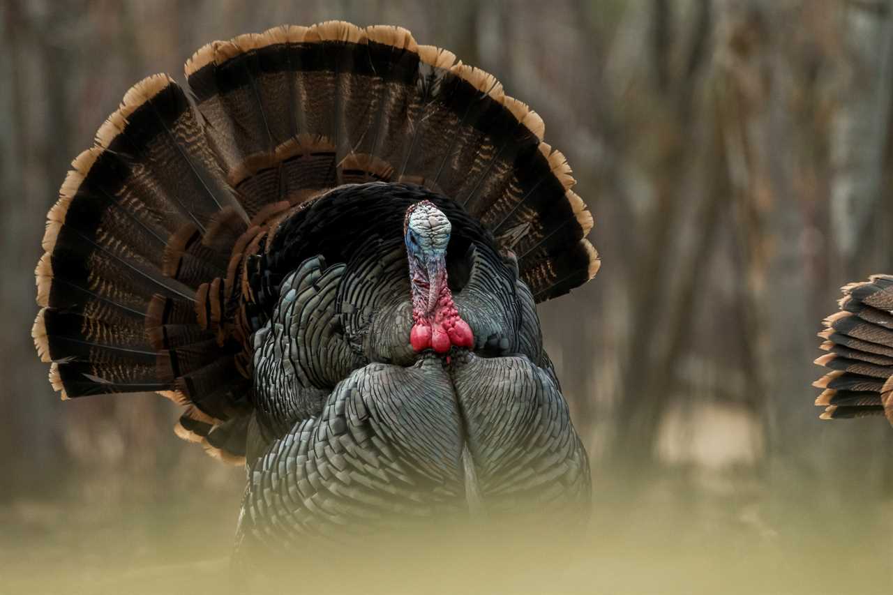 How to Scout for Turkeys