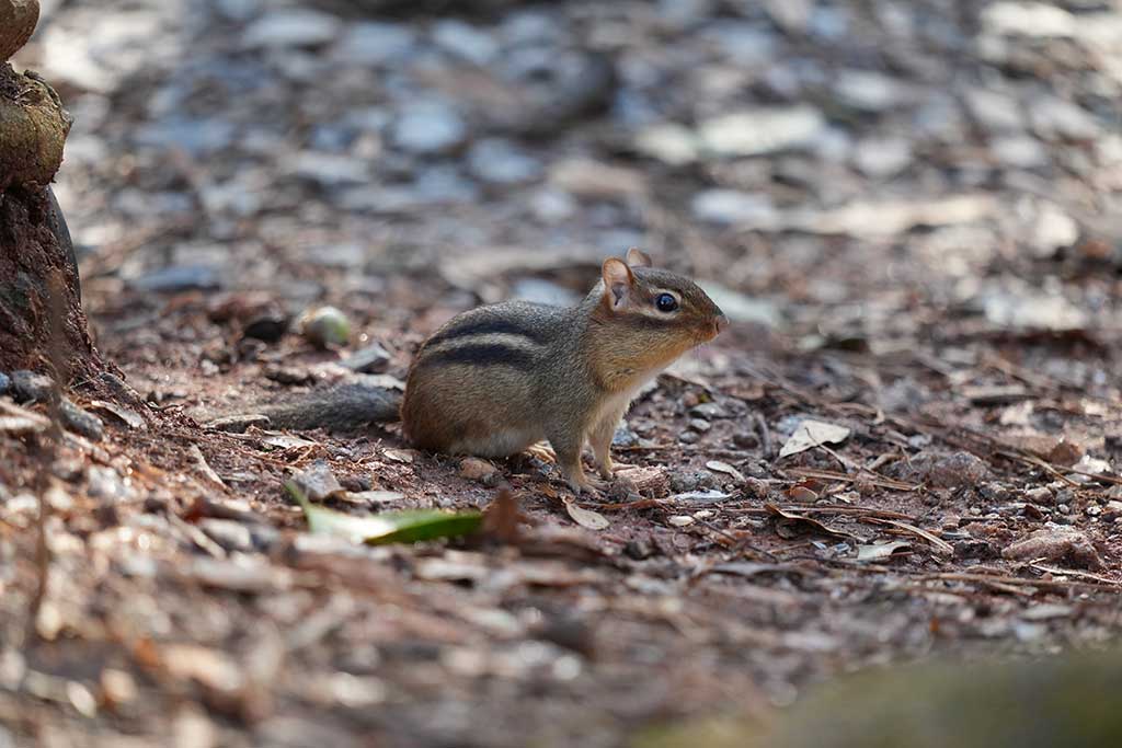 Photo of a chipmunk