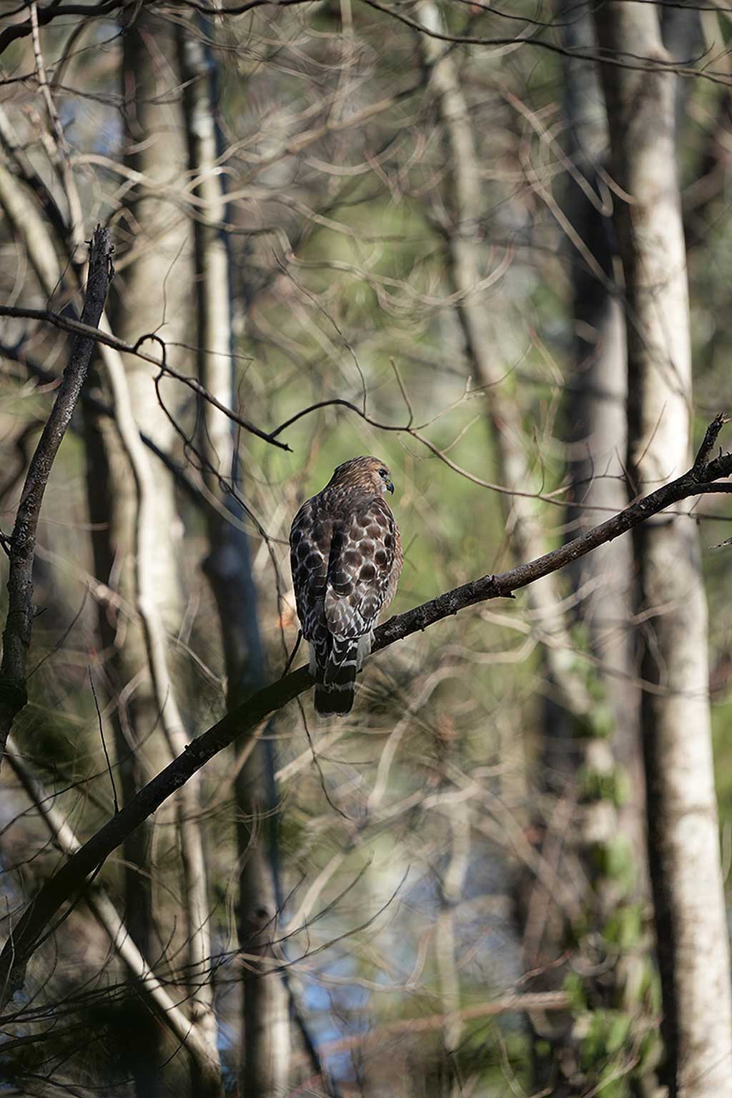 Photo of a hawk