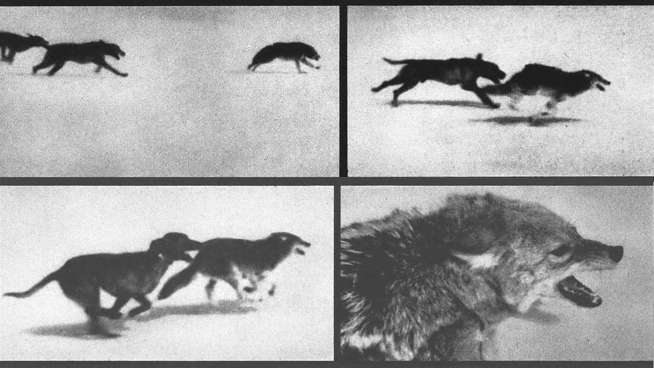 four B&W images of dogs chasing a coyote