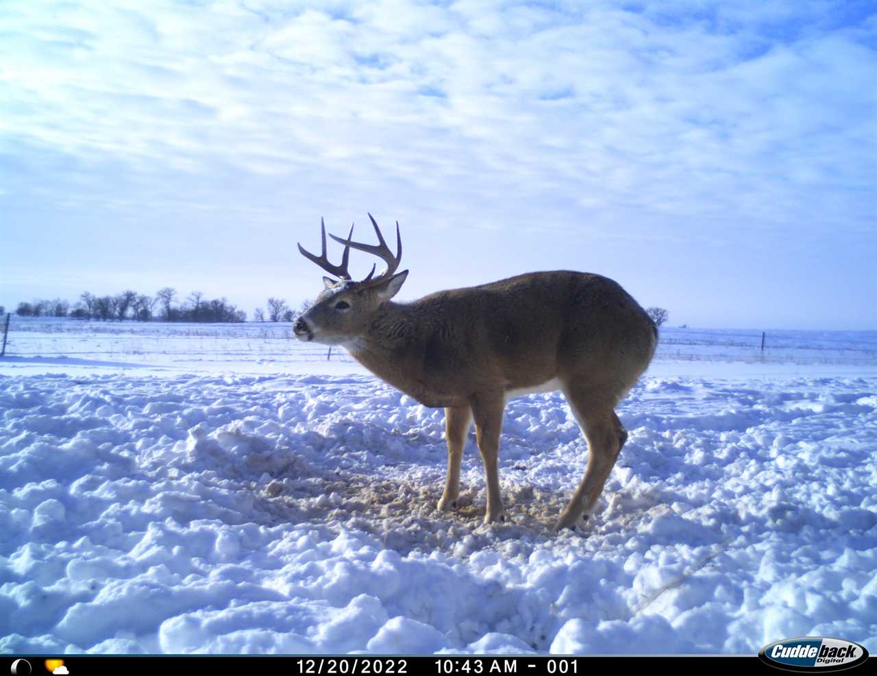 trail camera photo