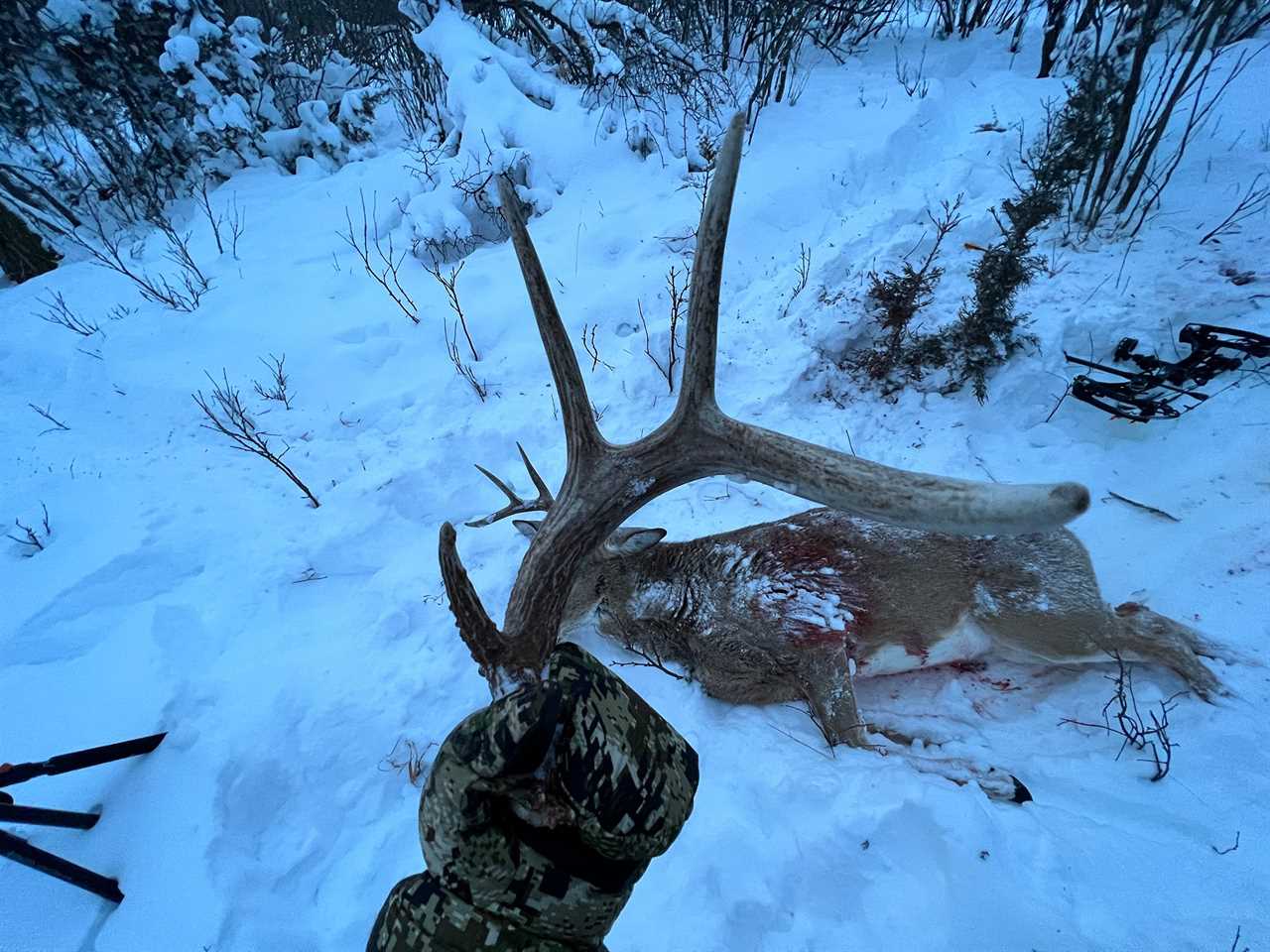 shed antler