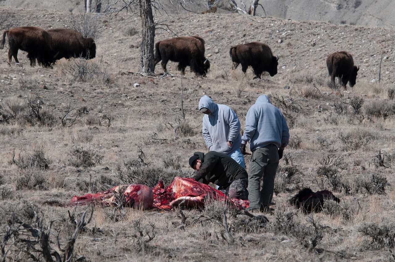 Nez Perce butchering a bison in Montana.