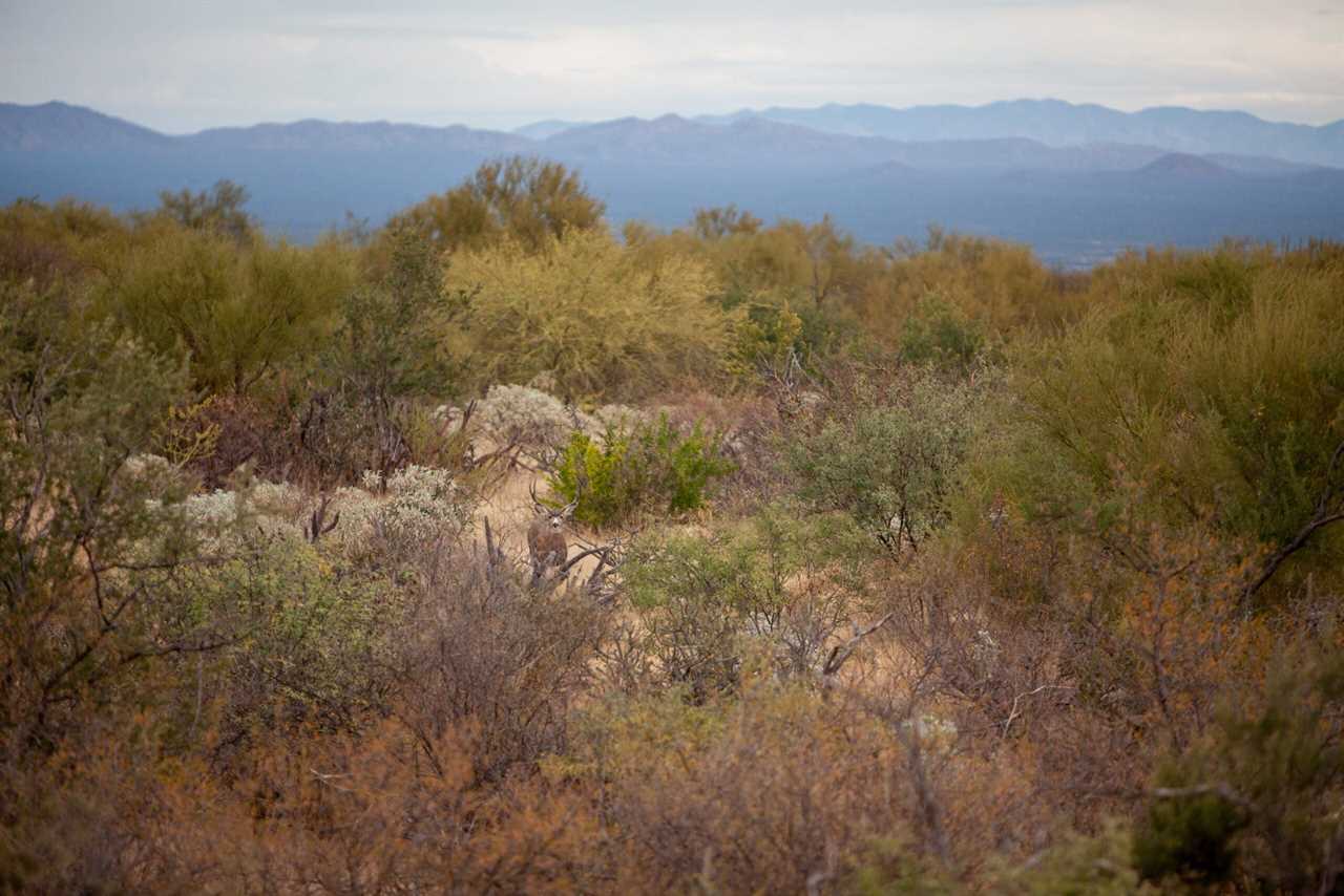 mule deer in desert brush