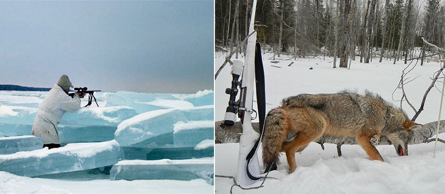 coyote hunting lake superior