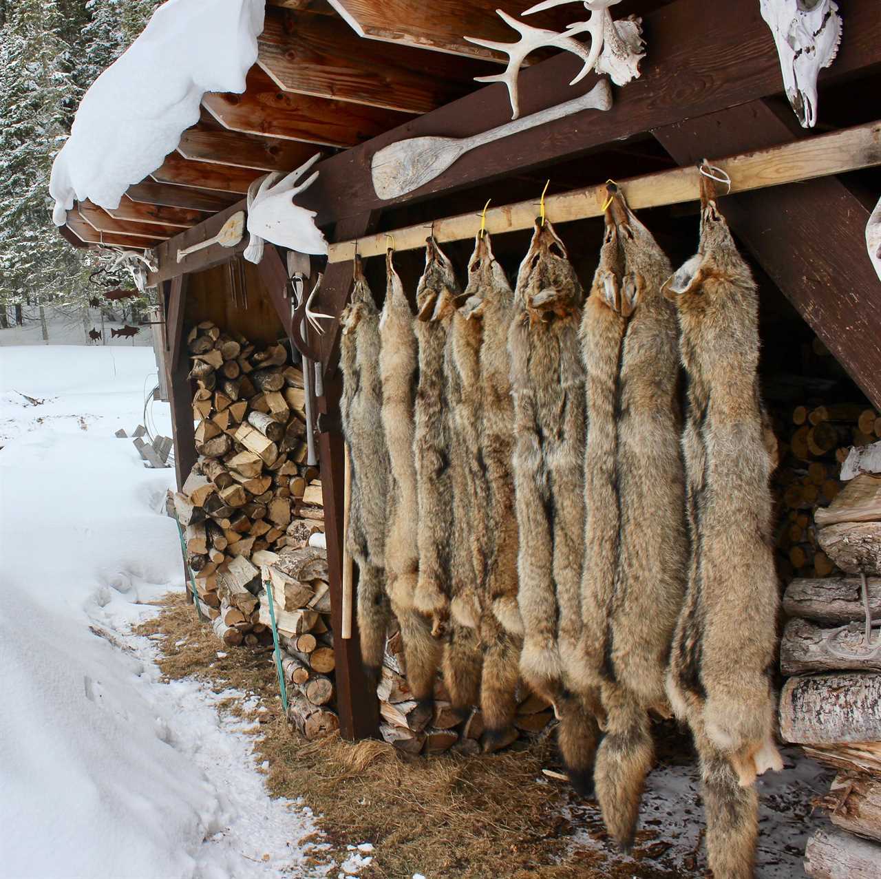 coyote pelts