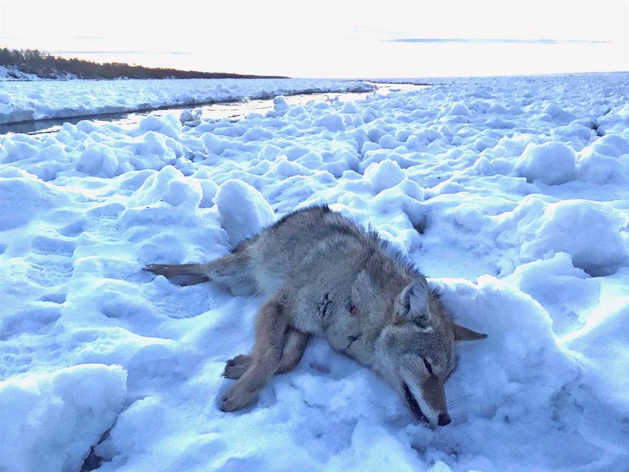 coyote hunting