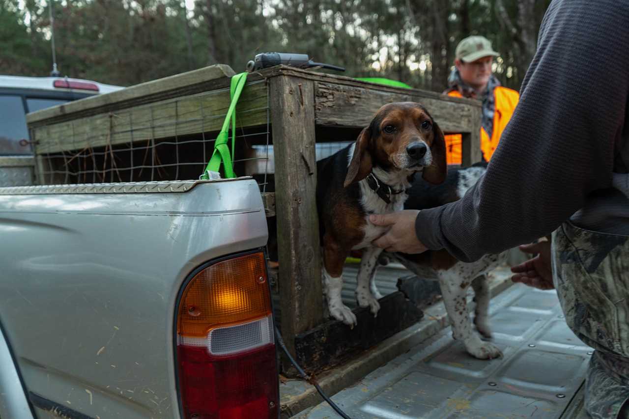 hunting deer with dogs