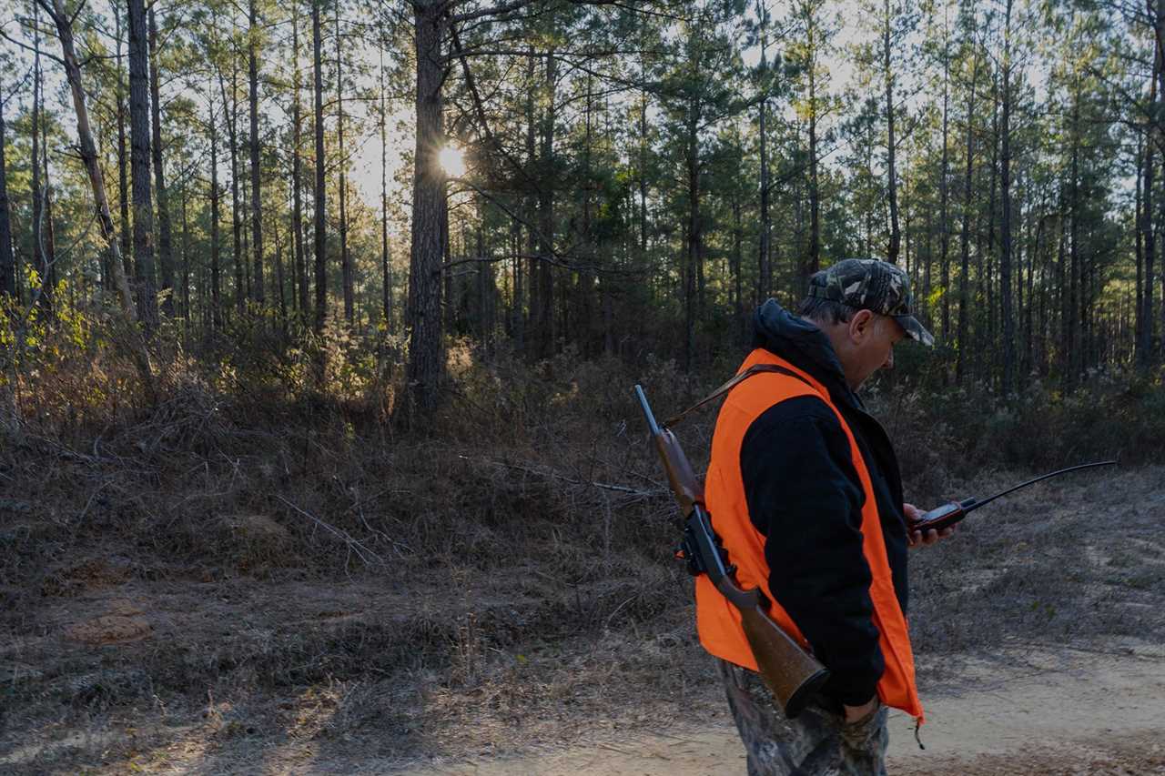 hunting deer with hounds