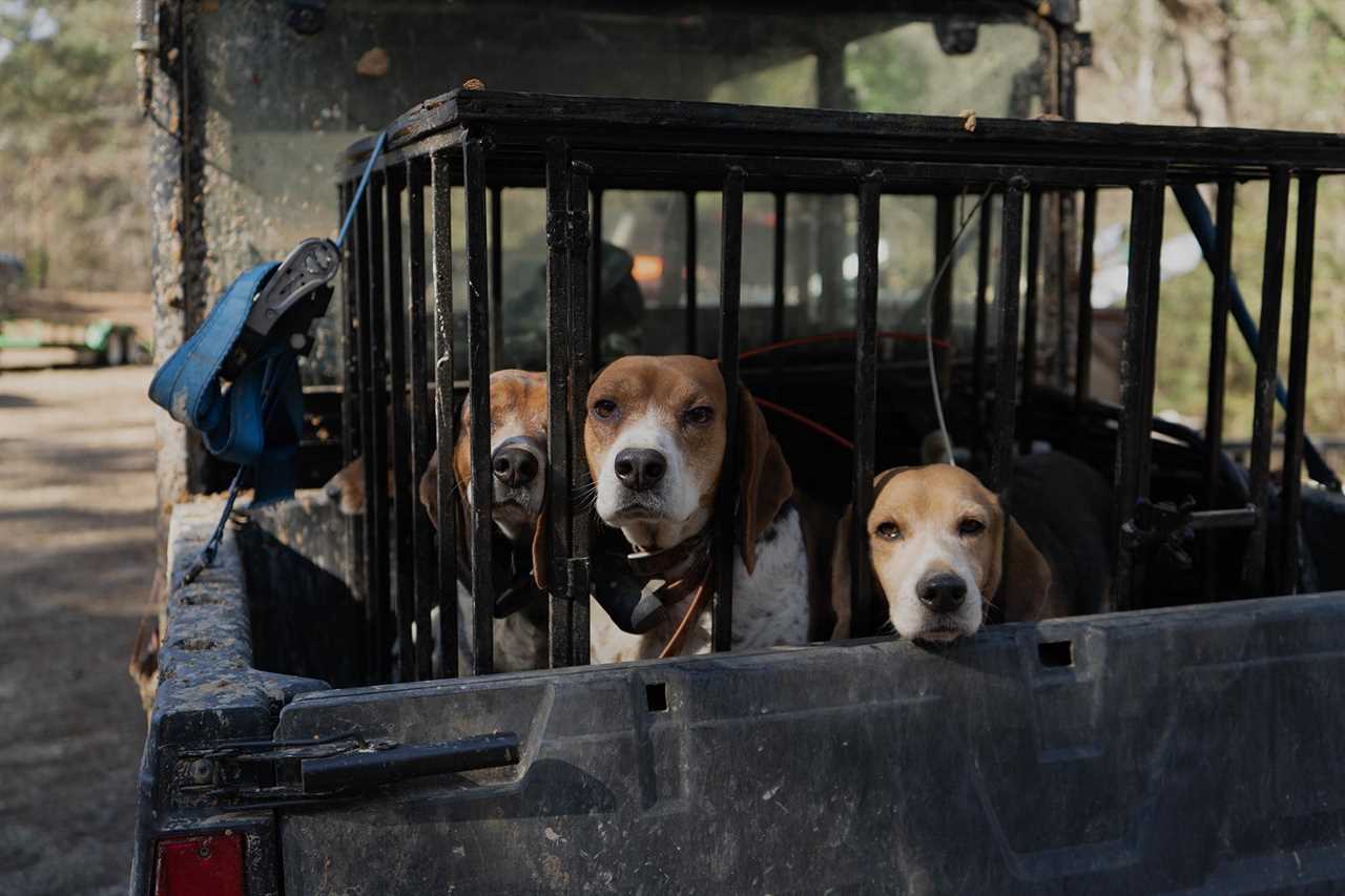 deer hunting dogs