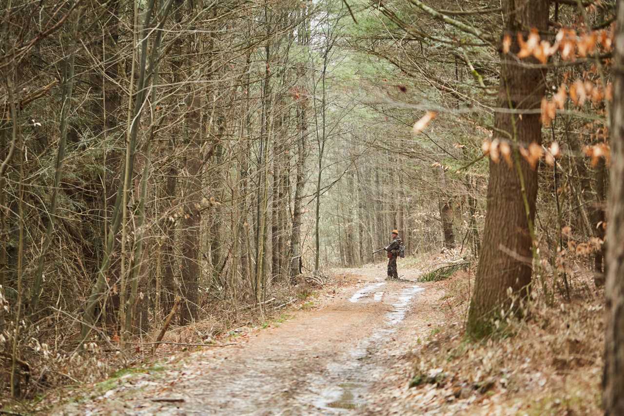 A deer hunter posts up along an old logging road.