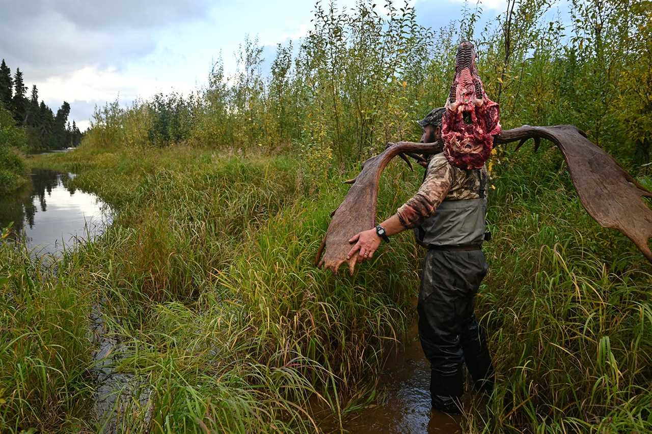 hunter carries moose antlers and head