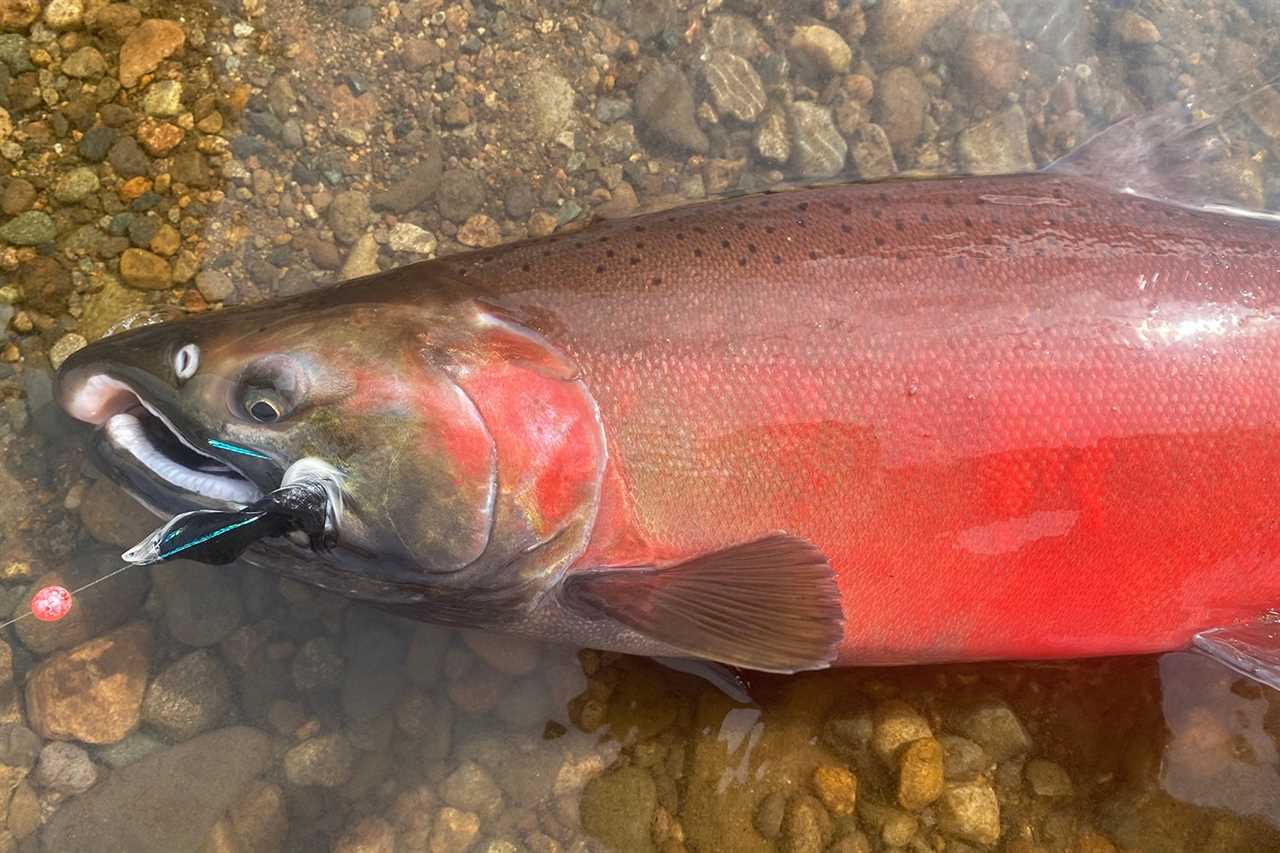 bright red salmon