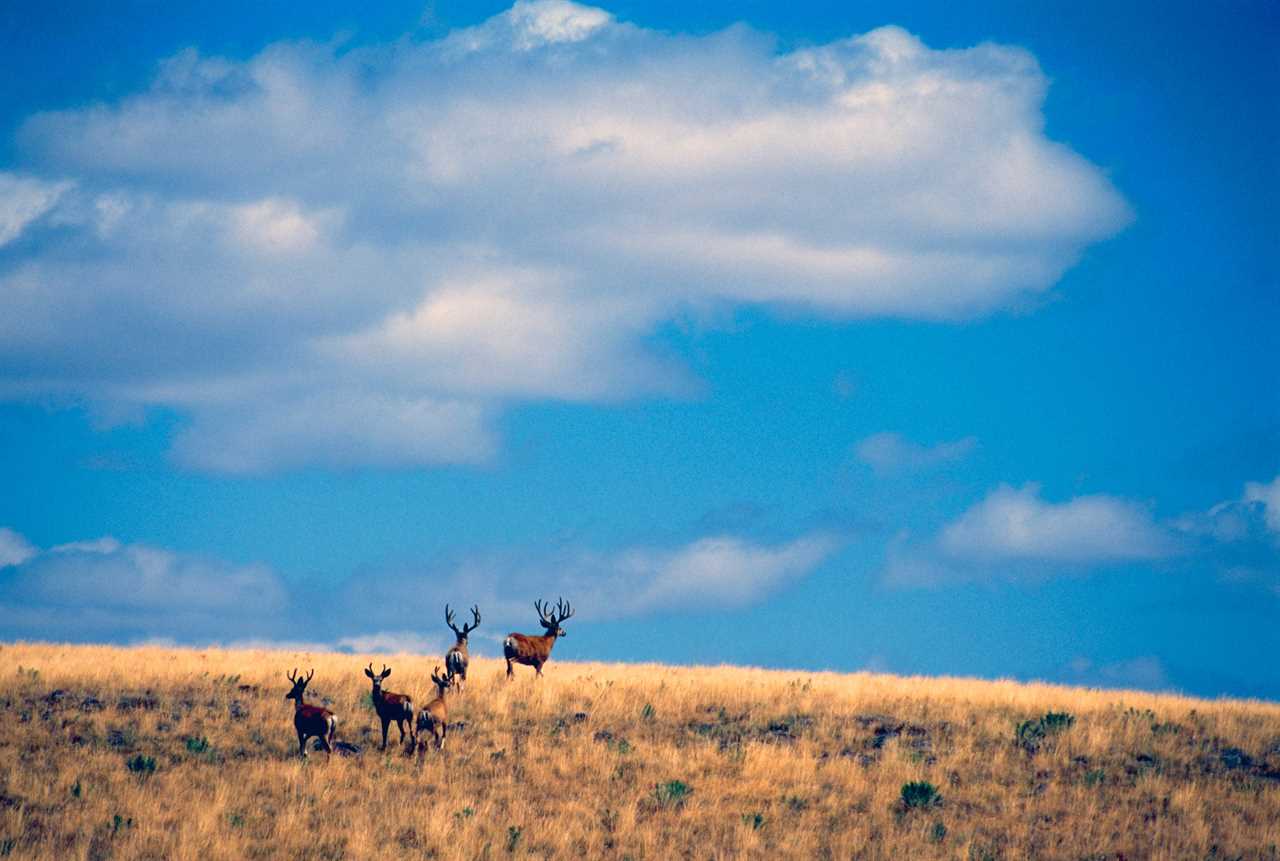 mule deer bucks