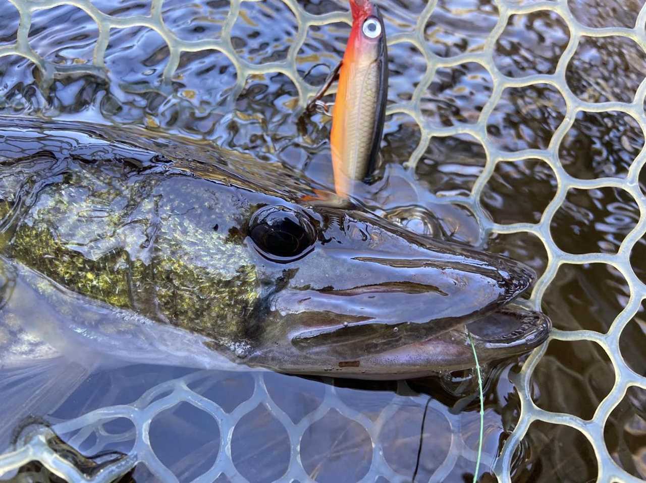 winter pickerel