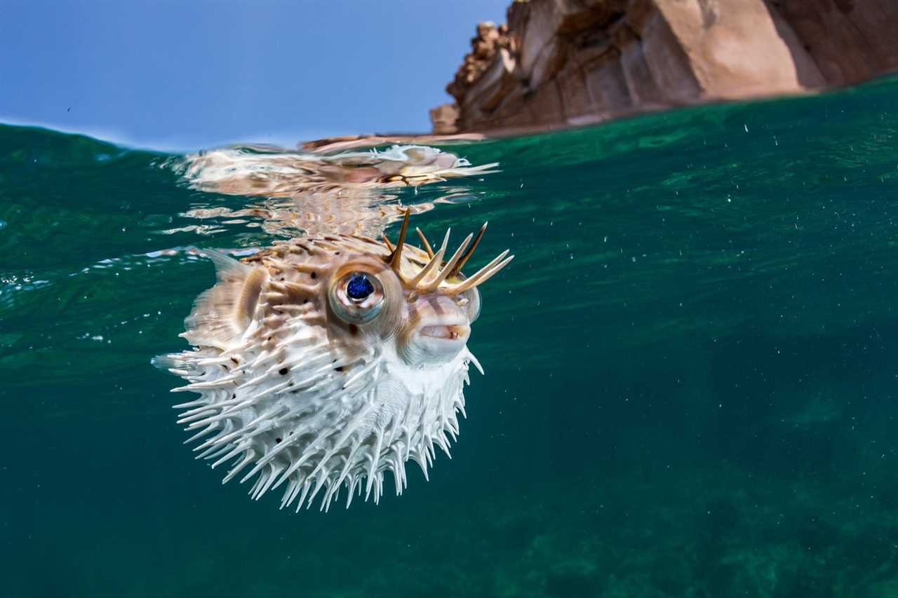 puffer fish