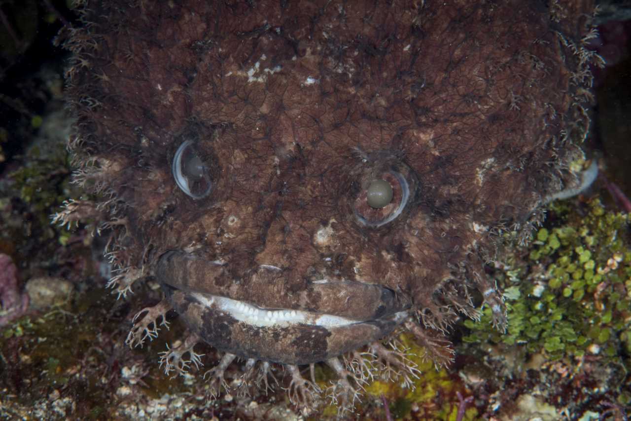 a large-eye toadfish