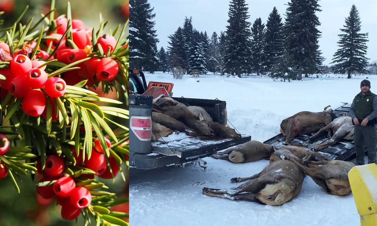 poisonous yew kills wildlife