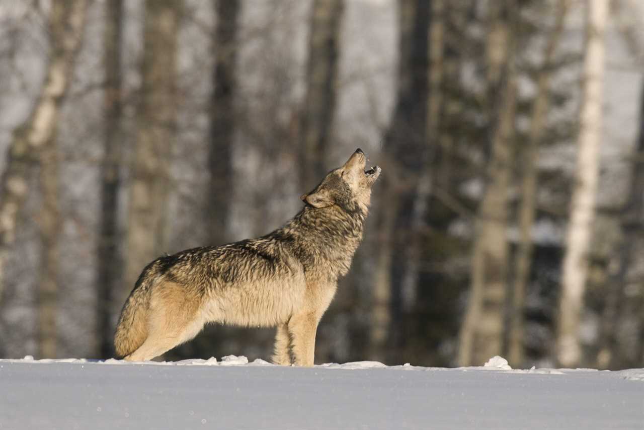 minnesota wolf