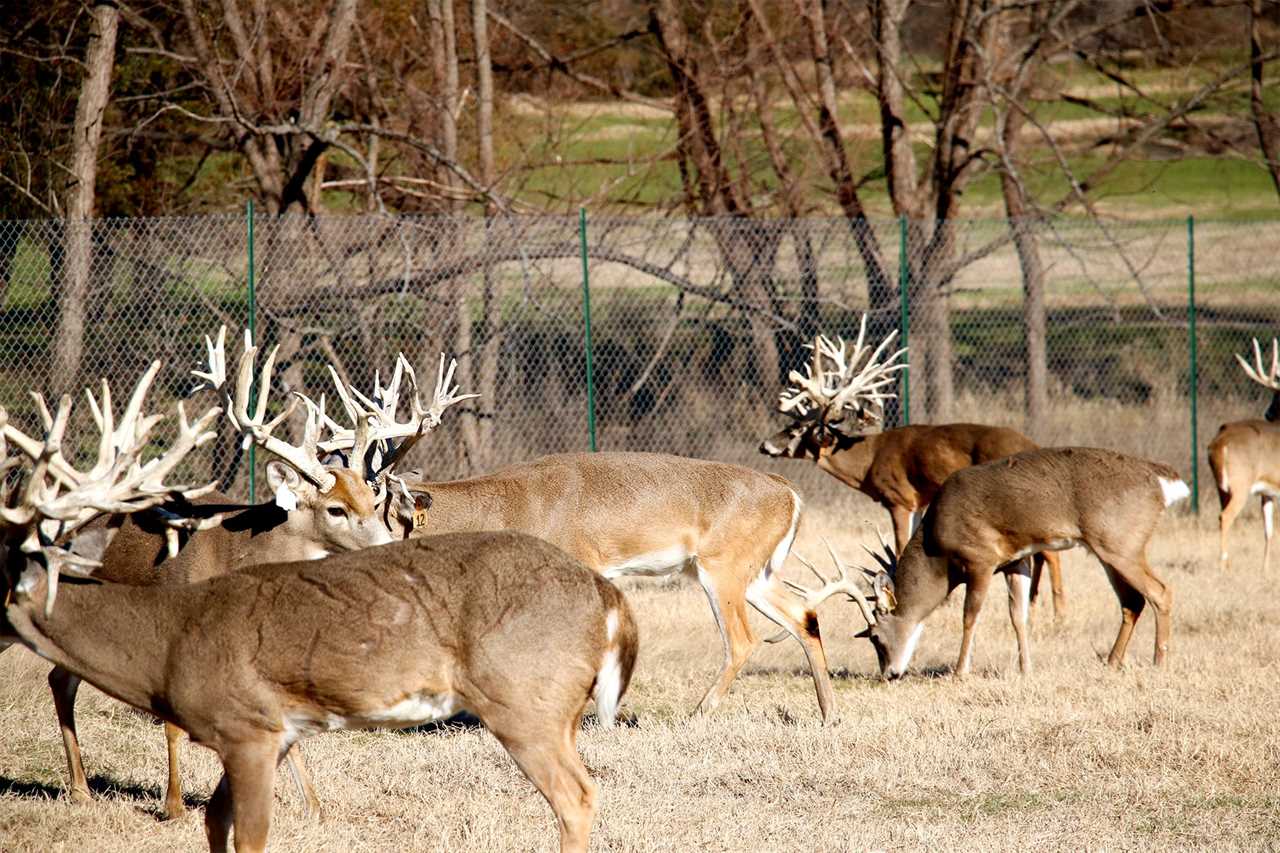 RW ranch chronic wasting disease