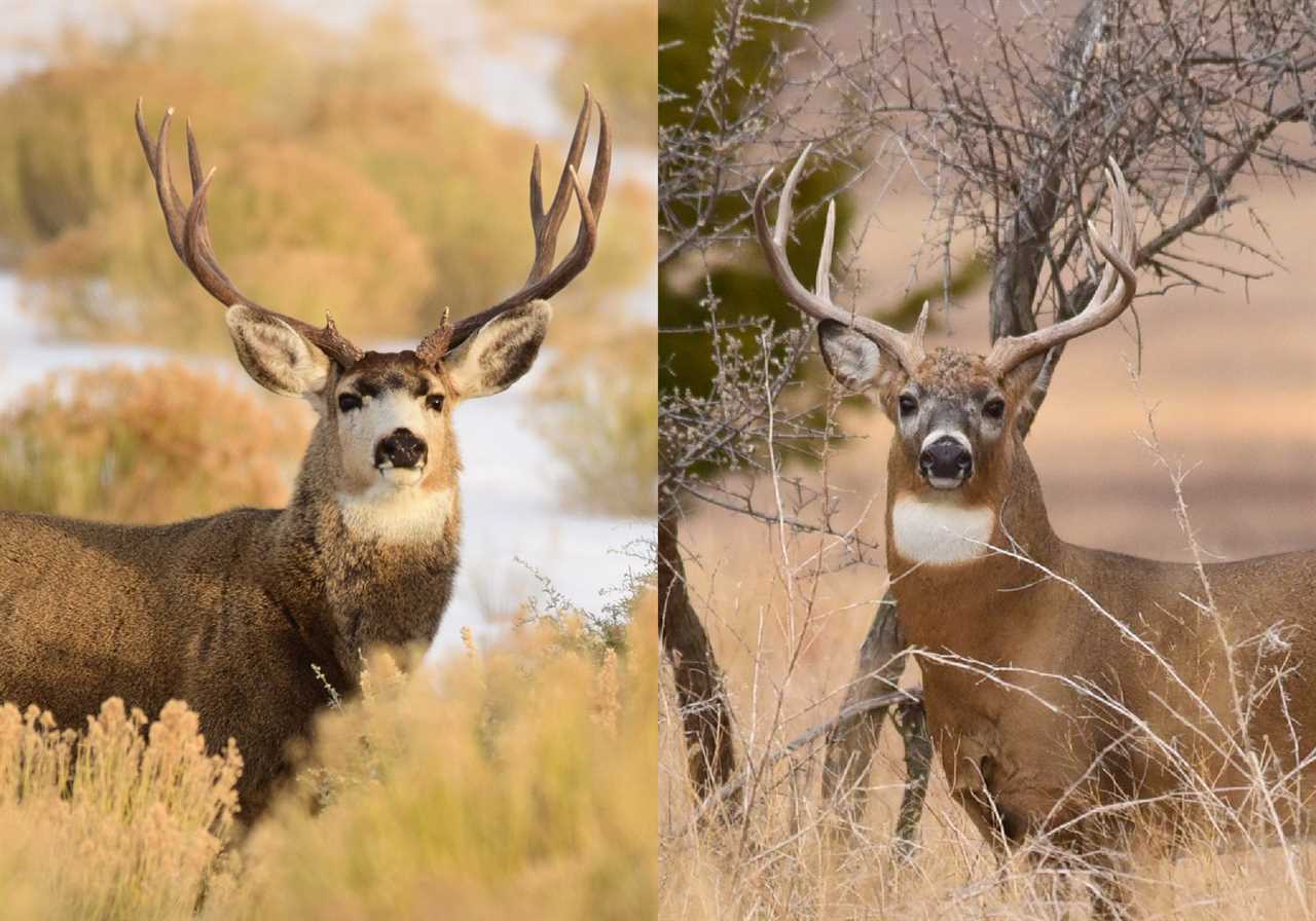 mule deer antlers vs. whitetail antlers
