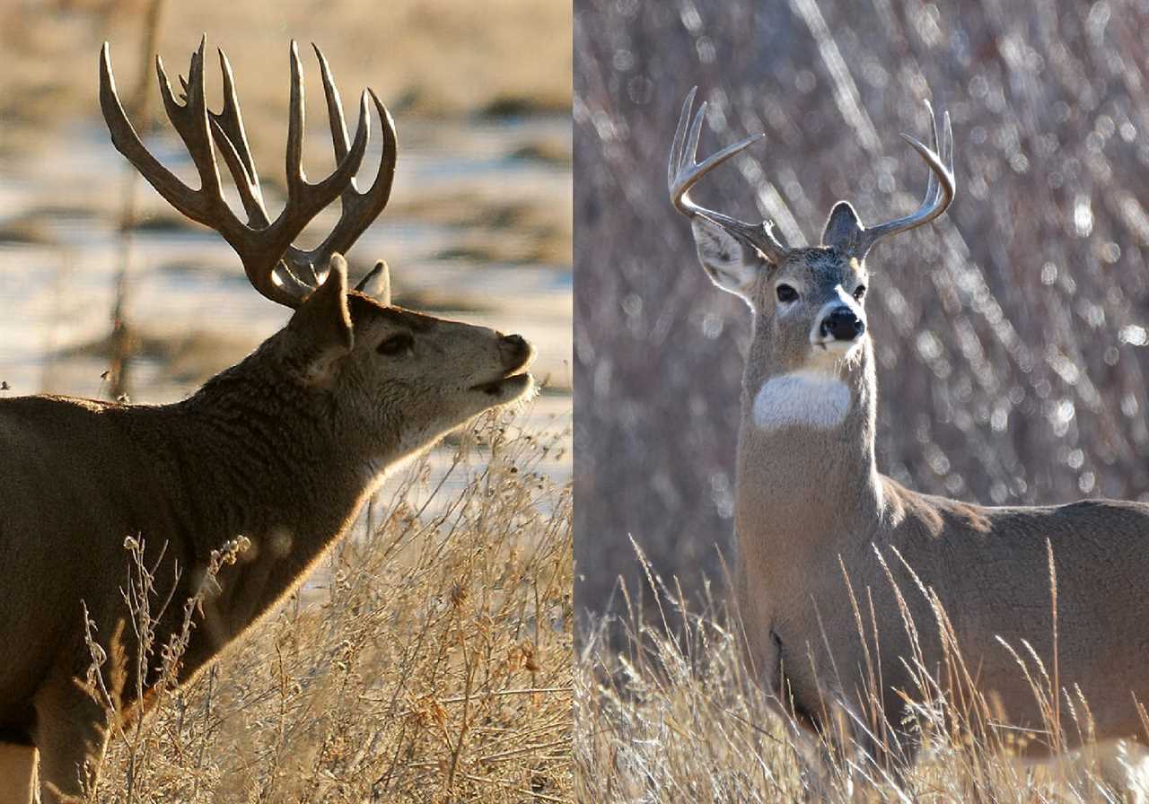 Mule deer antlers versus whitetail deer antlers