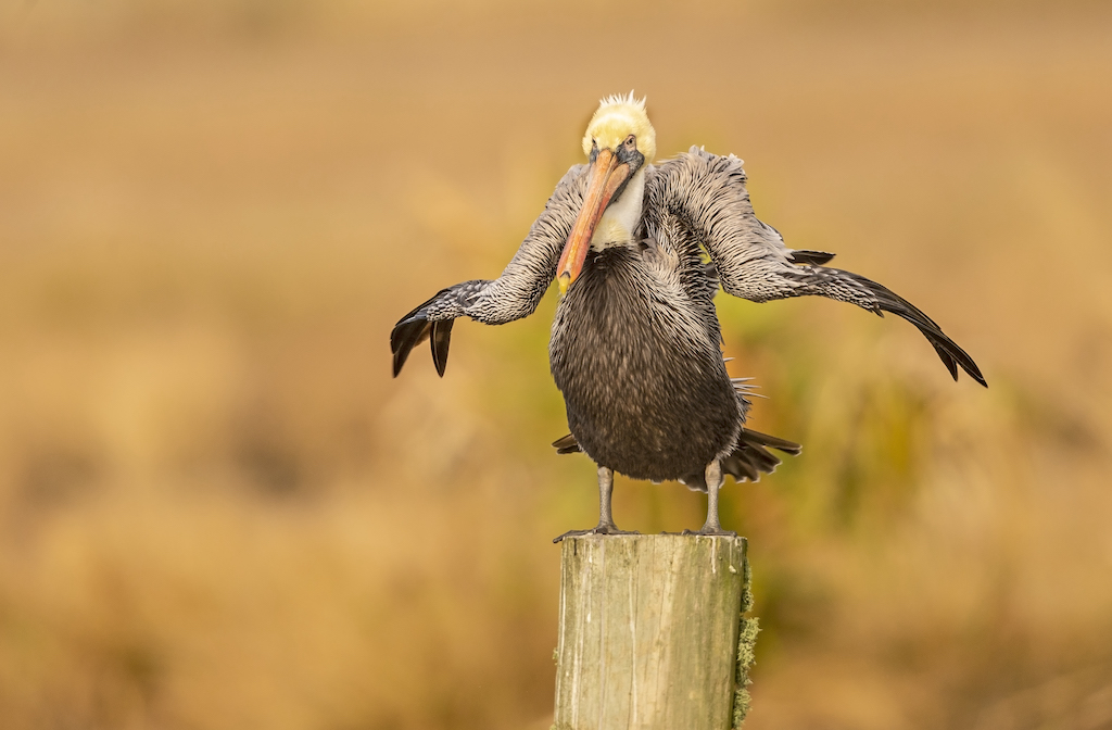 Last Frame: An Uncertain Pelican