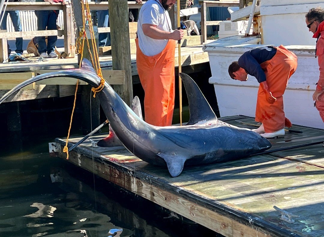 giant thresher shark NC record